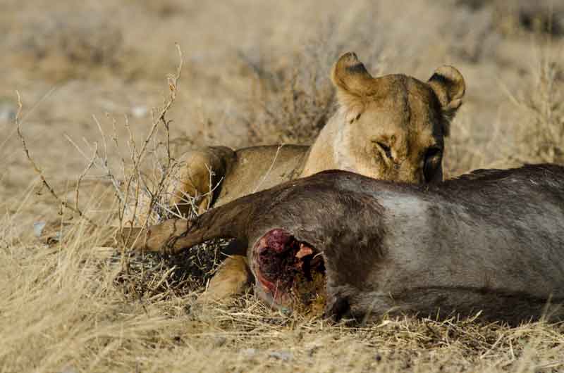 47 - Namibia - leones comiendo - parque nacional de Etosha